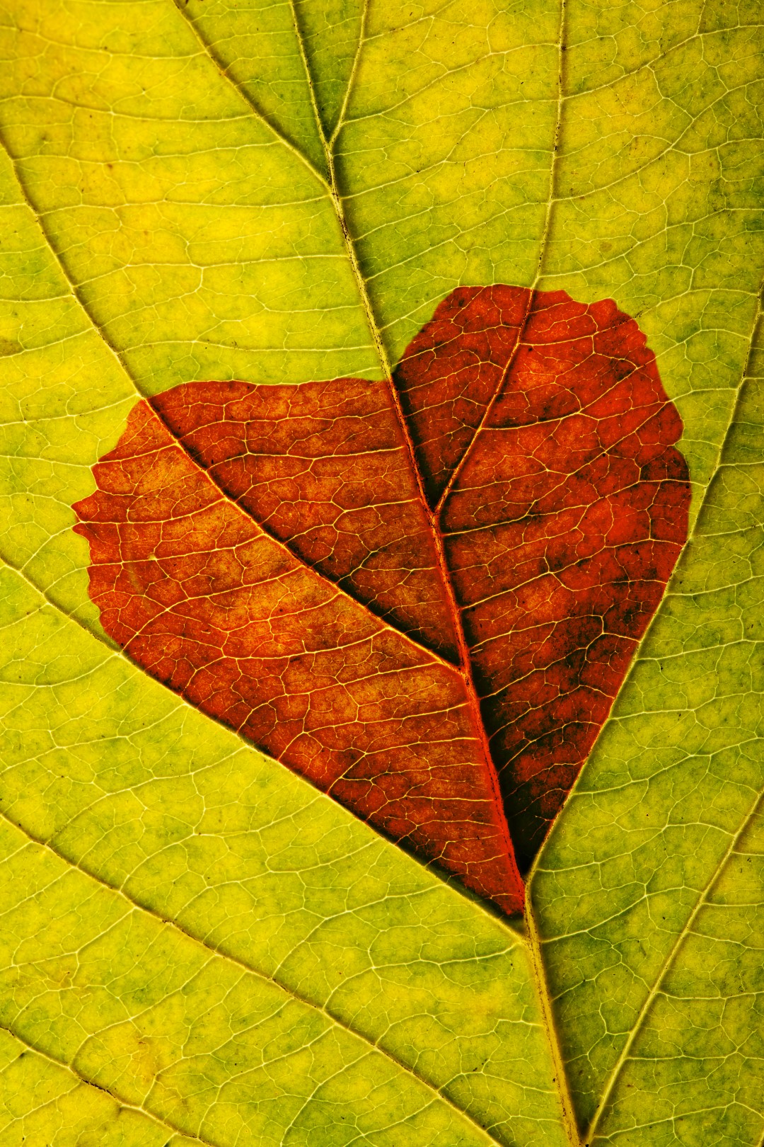 autumn leaf with heart